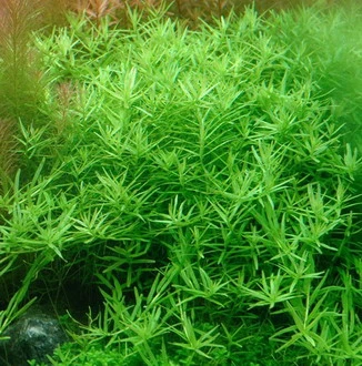 Große Grüne Rotala im Aquarium