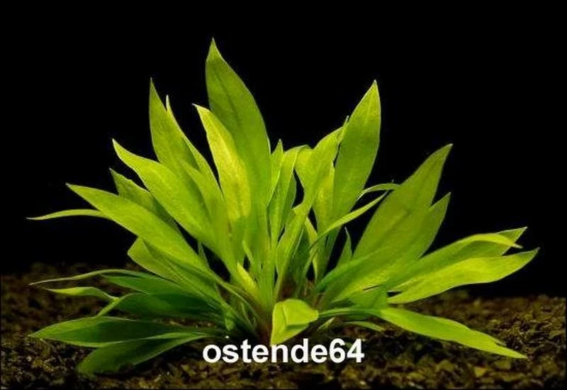 In-Vitro Breitblättrige Zwergamazonas