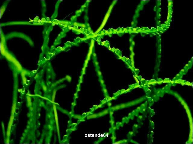 Crinum Calamistratum im Aquarium