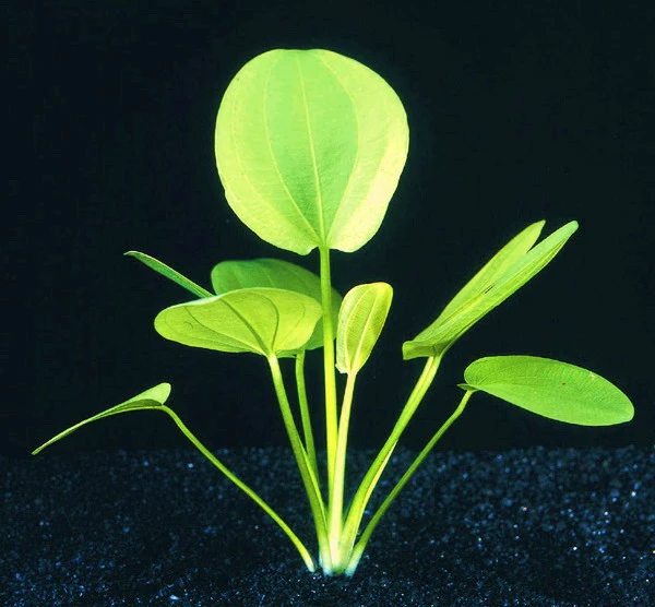 Großer Froschlöffel im Aquarium