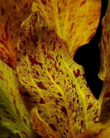 Echinodorus Ozelot Rot im Aquarium