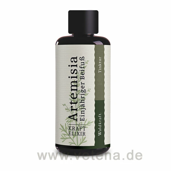 Artemisia annua - Einjähriger Beifuß